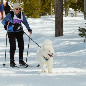 Skijor Towline - 8ft